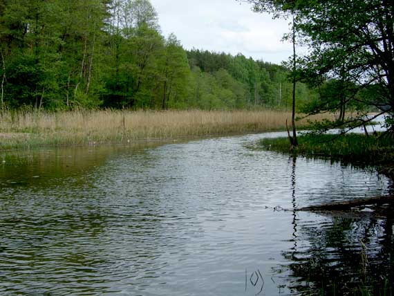 Šėryklė protakoje Šėryklė protakoje