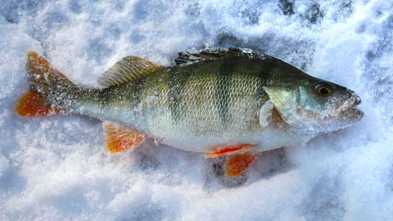 Kaip paruošti meškerę poledinei žūklei Kaip paruošti meškerę poledinei žūklei