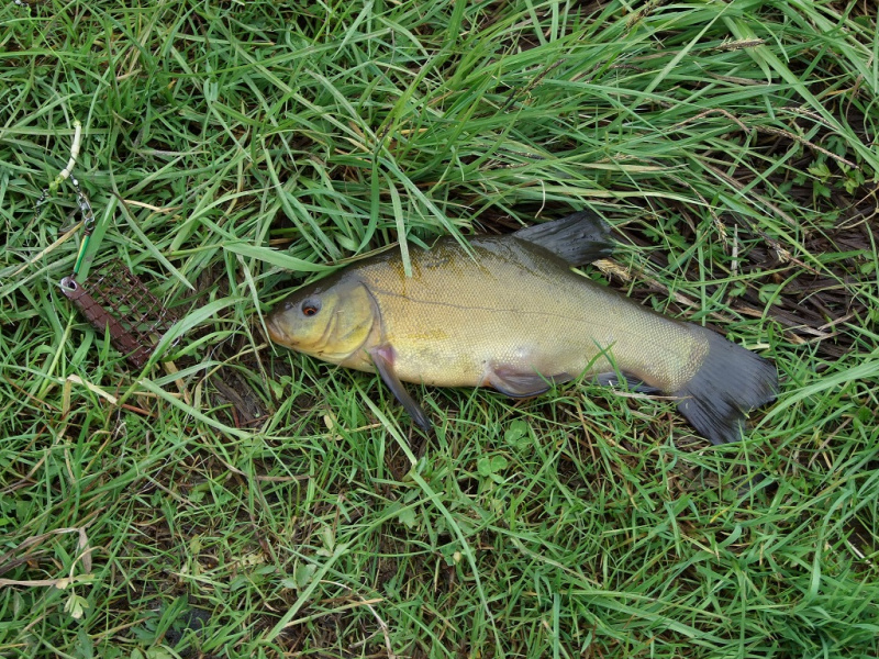 XXL masalas – XXL lynui