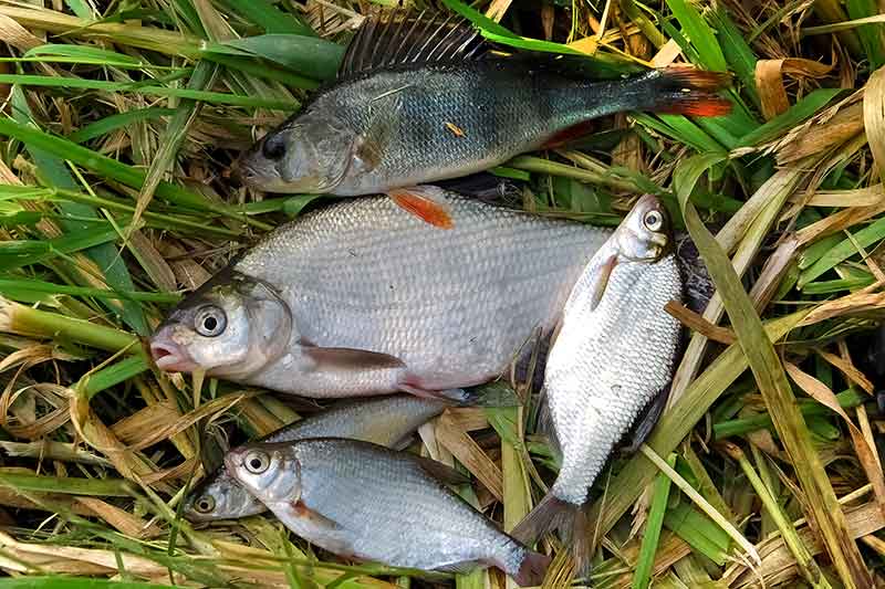 Meškeriotojo virtuvė. Bazinis jaukas