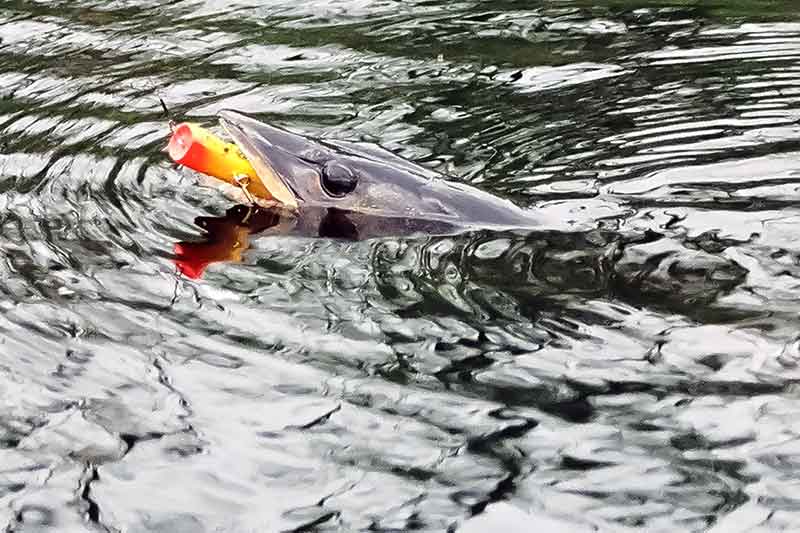 Kur ir kaip žvejoti poperiais