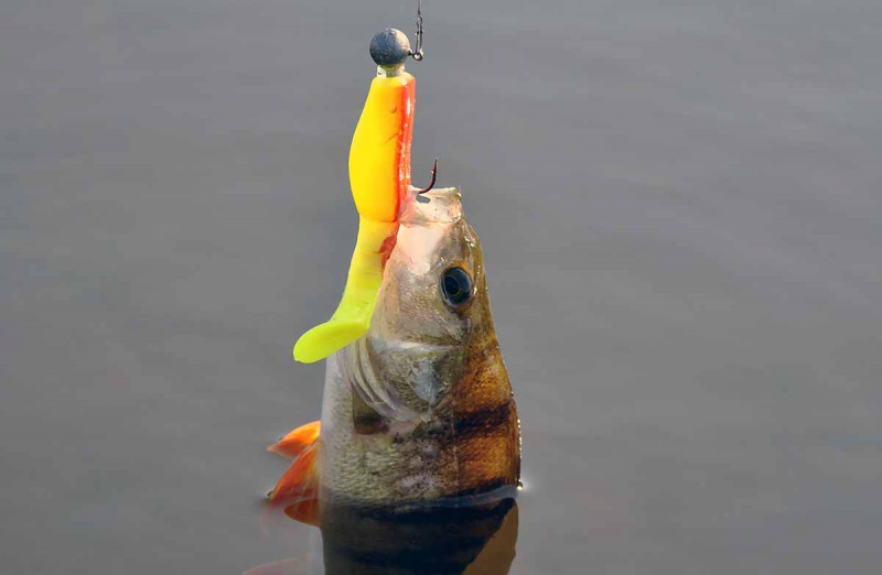 Ką reikia žinoti apie galvakablius 