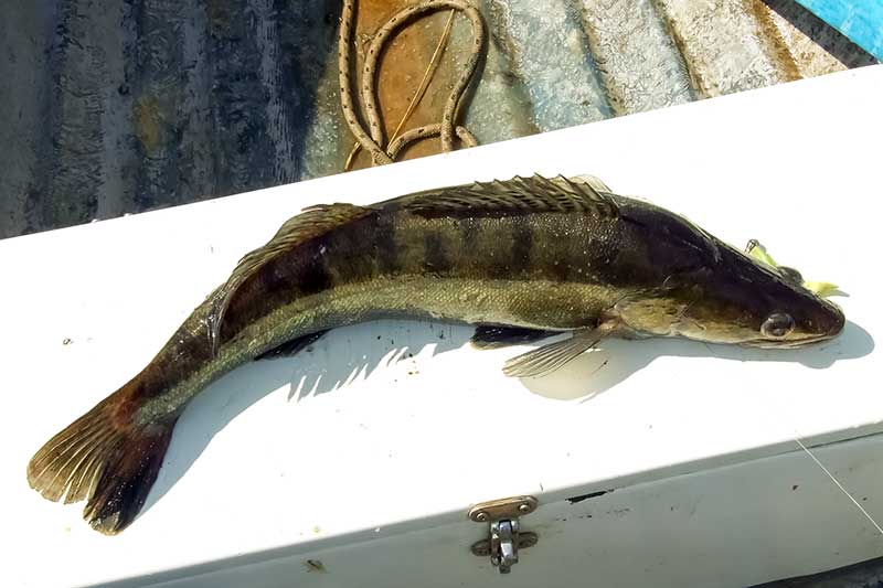 Kontaktinis spiningavimas ir pintas valas