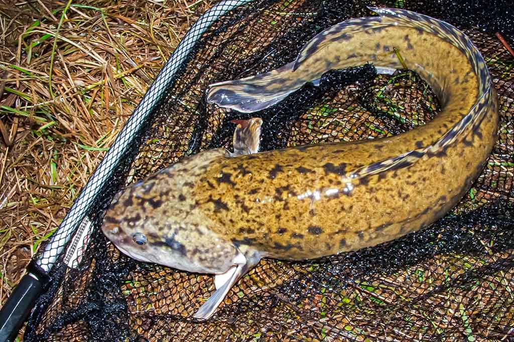 Dambologija. Ketvirta dalis Dambologija. Ketvirta dalis