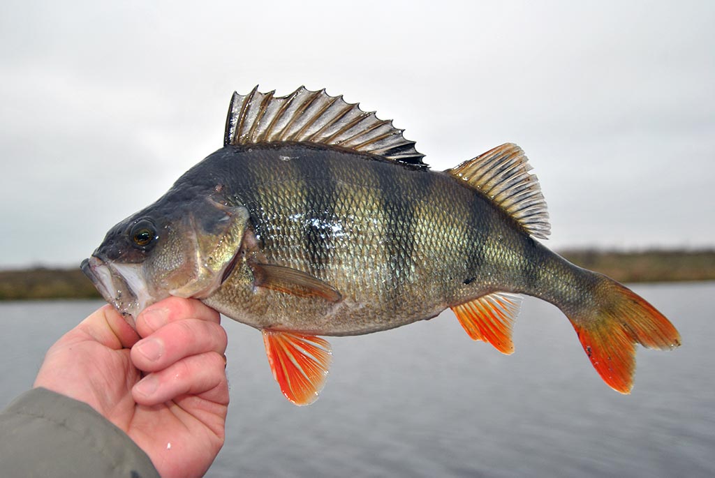 Gaudymui iš valties - montažas su pilkeriu