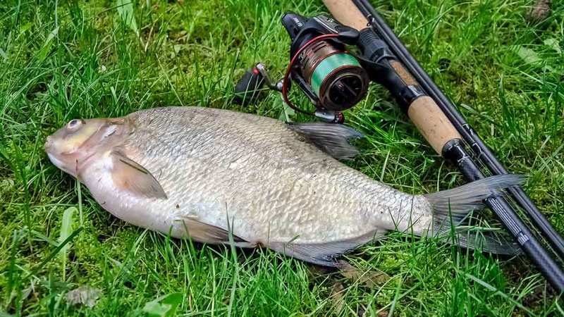 Vidurvasario karšiai. Kur ieškoti, kokią įrangą pasirinkti Vidurvasario karšiai. Kur ieškoti, kokią įrangą pasirinkti