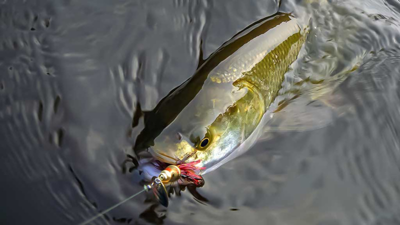 Sukis, lapeli, sukis... Dažnai ir retai sukriukėmis gaudomos žuvys Sukis, lapeli, sukis... Dažnai ir retai sukriukėmis gaudomos žuvys