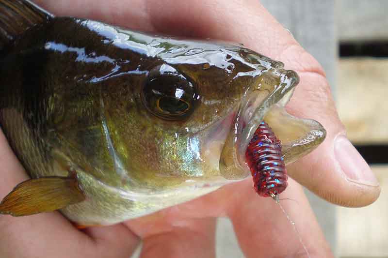 Ešeriai pavasarį nesnaudžia