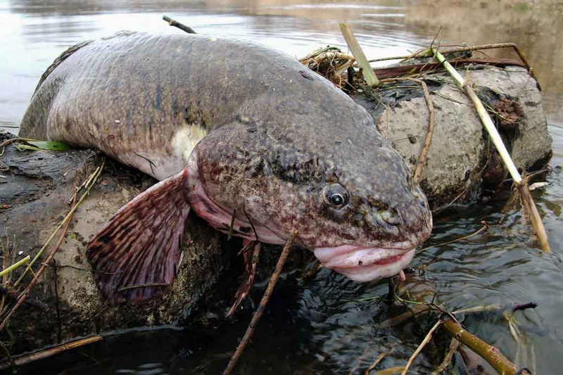 Vėgėlės iš Neries upės Vėgėlės iš Neries upės