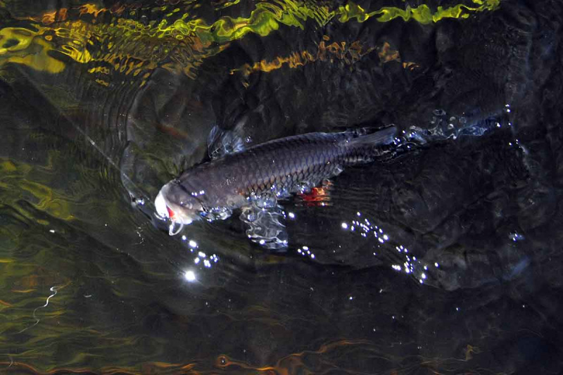 Šapalai rudeniui įpusėjus. Kur juos rasti?