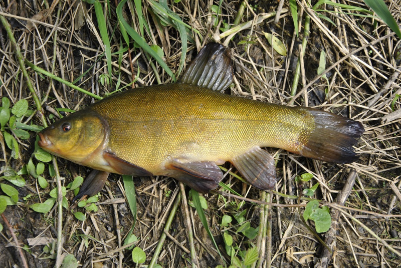 Lynų jaukinimo ypatumai