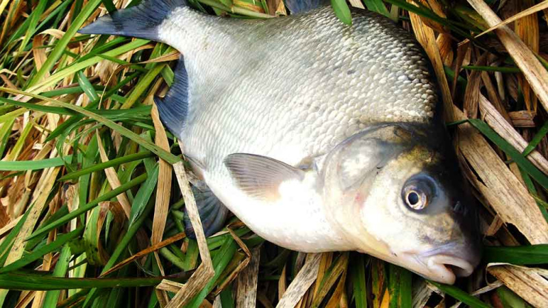 Karšiai nedideliuose ežeruose