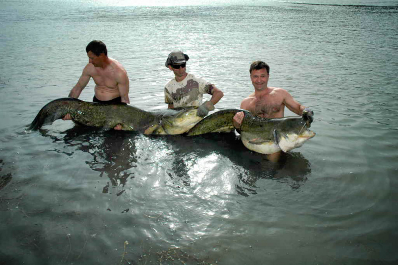 Apie šamo akis, nosį ir ausis