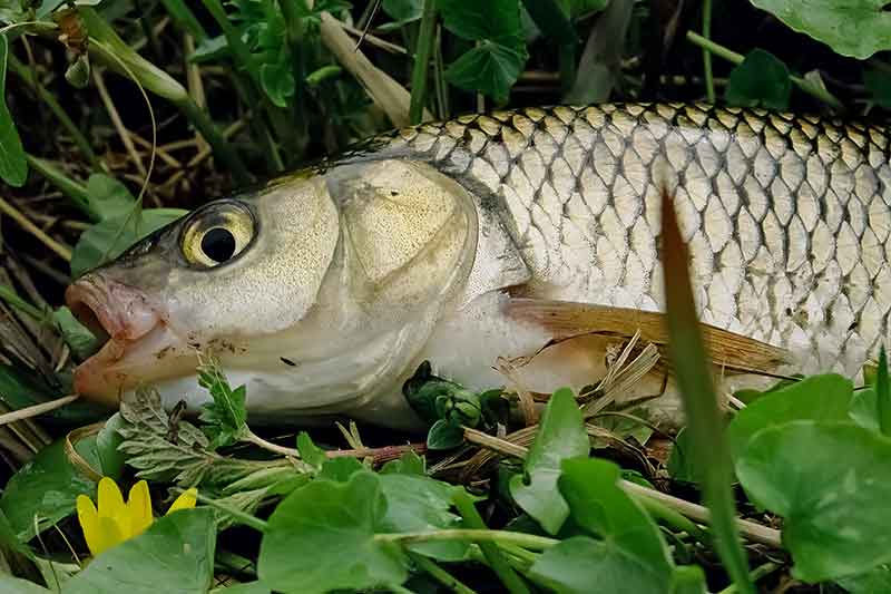 Žūklė plūdine įsibridus. Apie plūdę ir sistemėlę Žūklė plūdine įsibridus. Apie plūdę ir sistemėlę