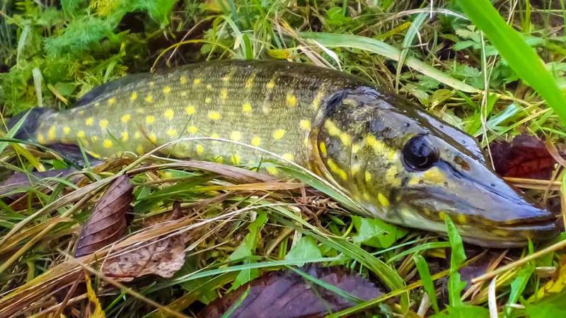 Kaip žvejoti lydekas ten, kur jų niekas negaudo 