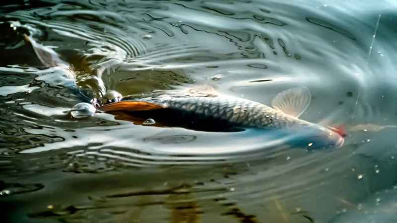 Žuvų kibimo maniera