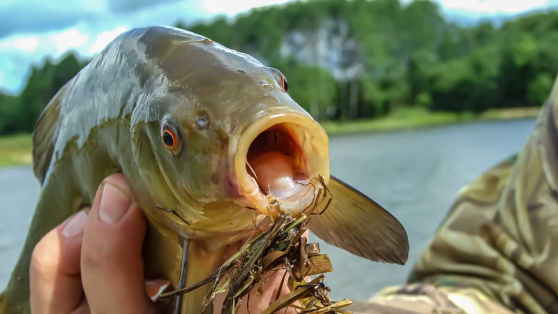 Lynų meškeriojimas: tvirta meškerė ir jaukas su įdaru