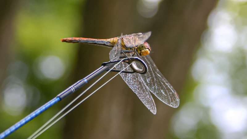 Tarp spiningo ir muselinės. Antra dalis