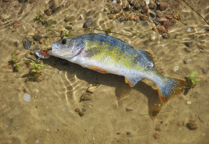 Vasarinių ešerių beieškant