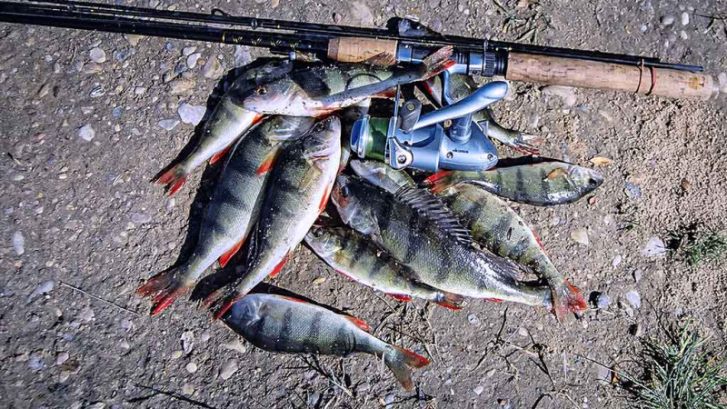 Apie nepilnametes, mikromasalus ir striptizą. Antra dalis Apie nepilnametes, mikromasalus ir striptizą. Antra dalis