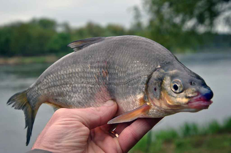 Vietos, kuriose geriausiai meškerioti žiobrius