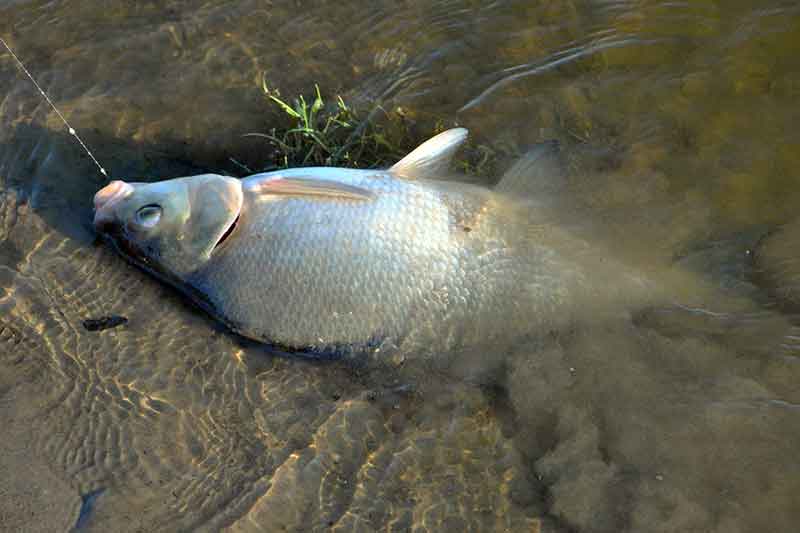 Gegužiniai karšiai