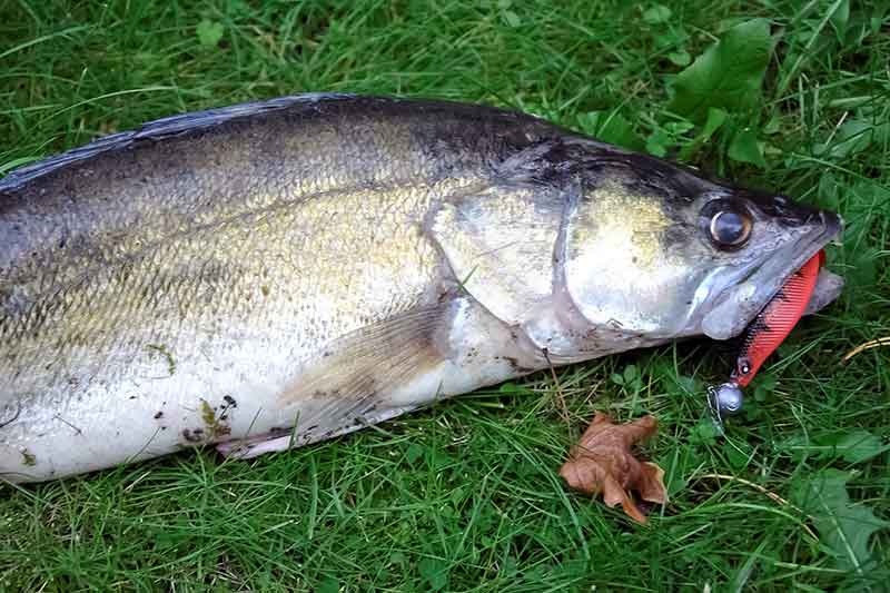 Apie sterkų pomėgį šartrezui ir morkoms