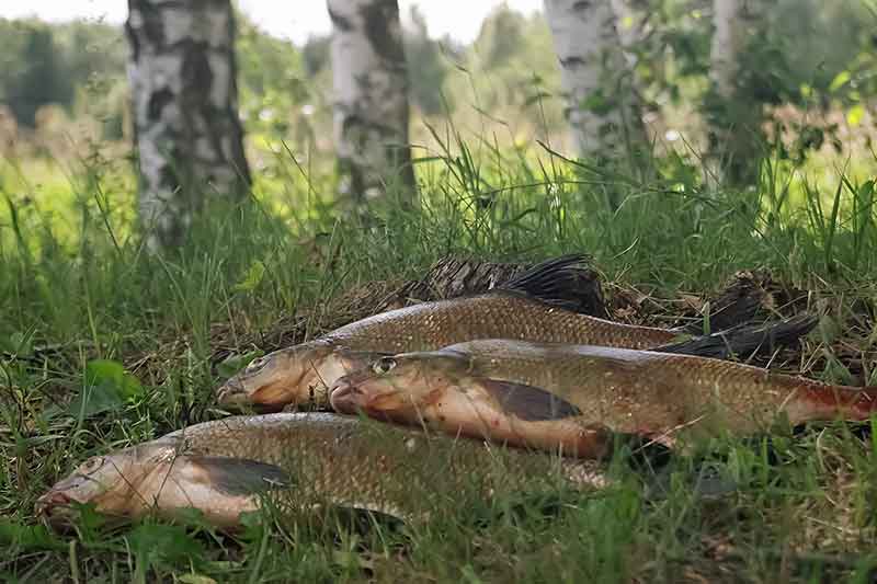 Naktiniai mąstymai apie naktinį karšių gaudymą. Plūdės ir švieselės