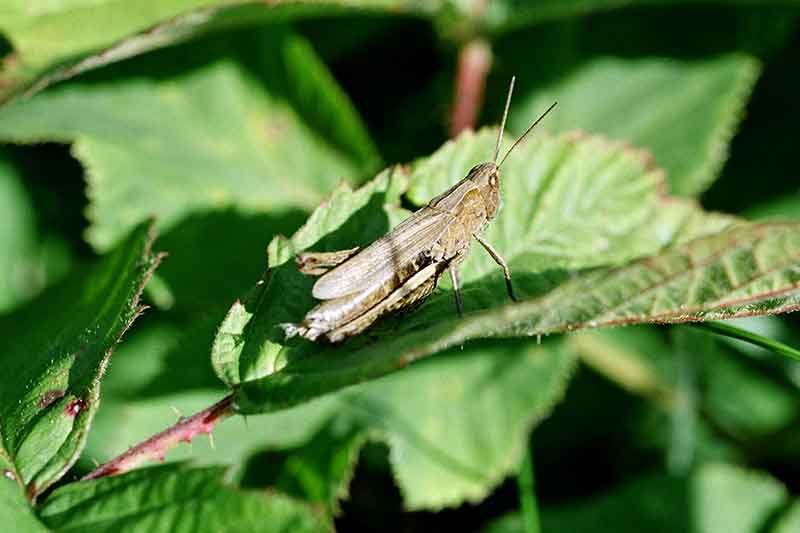 Didelės raudės gaudymas arba kur velniai vaikus veda