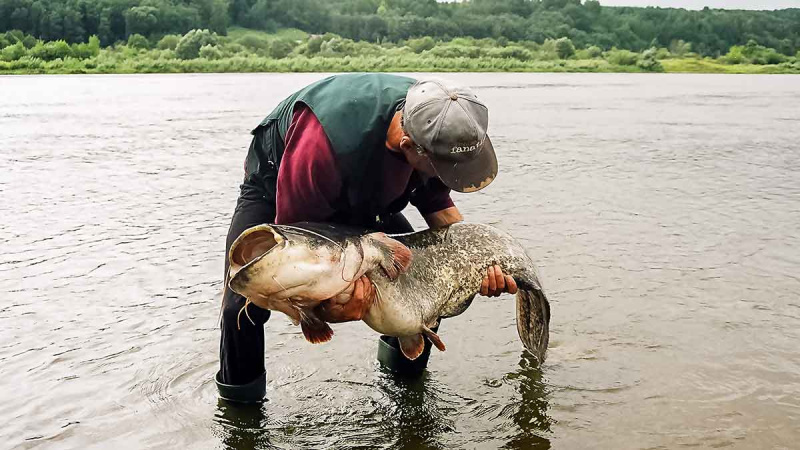 Ilgesnis nei dviejų metrų šamas Ilgesnis nei dviejų metrų šamas