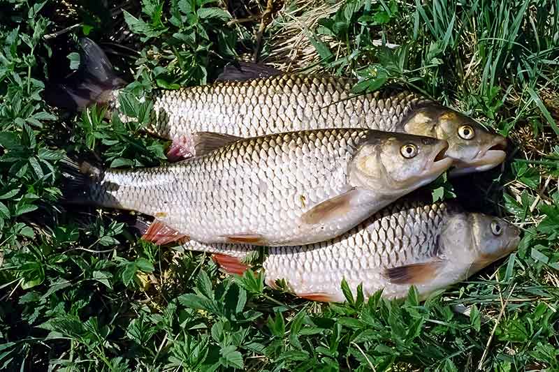 Meškeriotojo virtuvė. Apie česnaką, uogas, kruopas ir dar daug ką Meškeriotojo virtuvė. Apie česnaką, uogas, kruopas ir dar daug ką