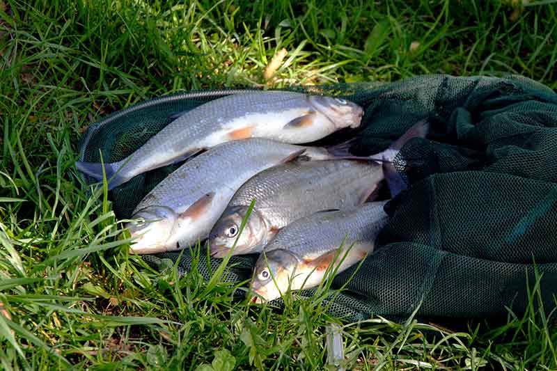 Žiobrius – plūdine meškere