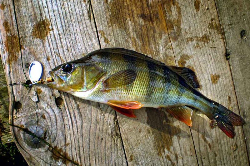 Metalinių masalų dažymas