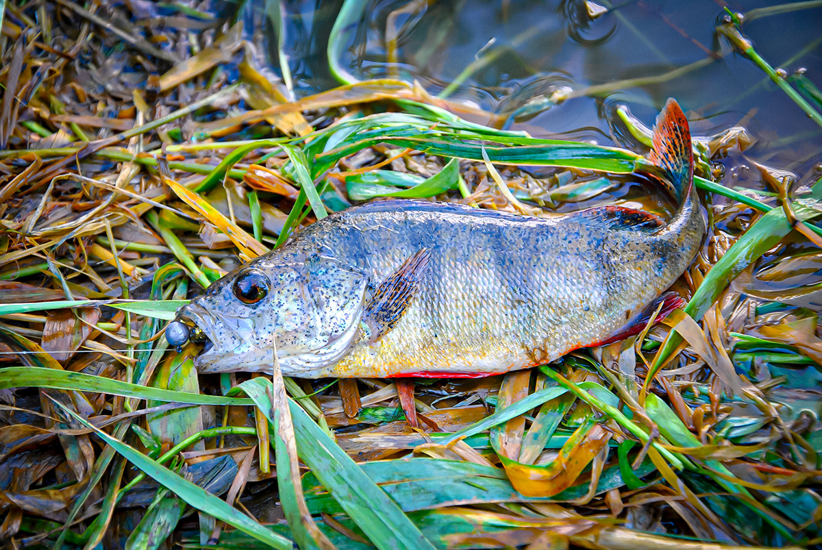 Bendrai apie fluorokarboną ir išskirtinai apie Seaguar Bendrai apie fluorokarboną ir išskirtinai apie Seaguar