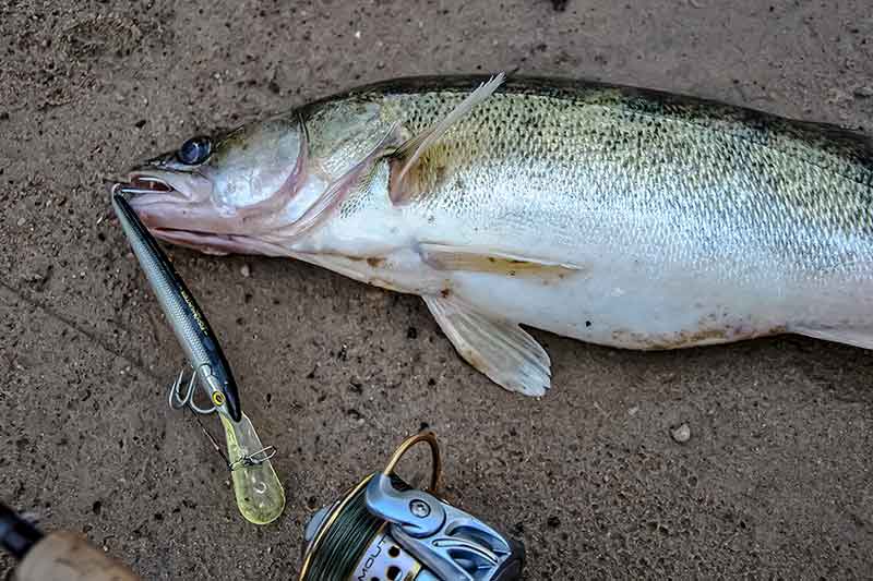 Apie tvičingą ir jiems tinkamus spiningus Apie tvičingą ir jiems tinkamus spiningus