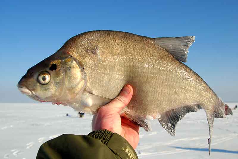 Kaip pagauti didelį ir labai didelį karšį