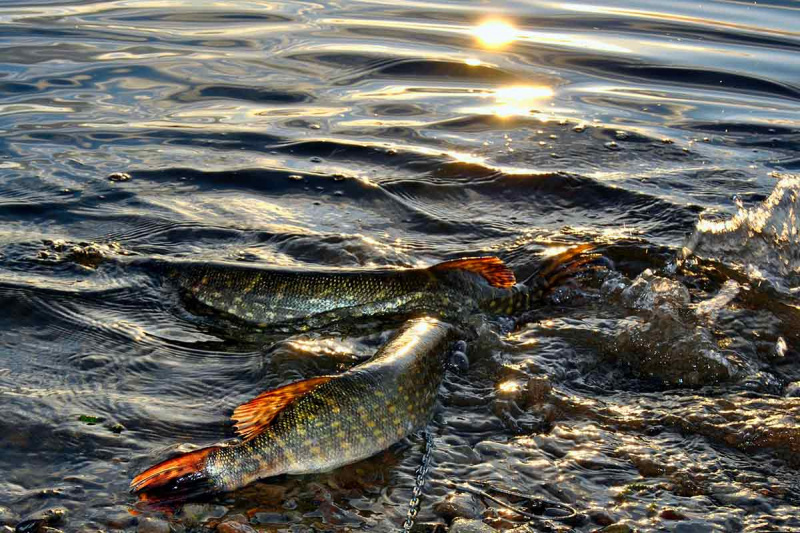 Velkiavimas. Spiningai ir ritės Velkiavimas. Spiningai ir ritės