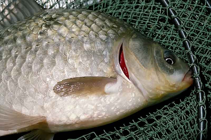 Dar šis bei tas apie pavasarinius karosus Dar šis bei tas apie pavasarinius karosus