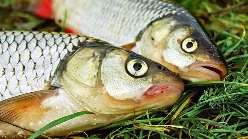 Nemunas nuo Merkinės iki Alytaus. Retai žvejų lankomos vietos Nemunas nuo Merkinės iki Alytaus. Retai žvejų lankomos vietos