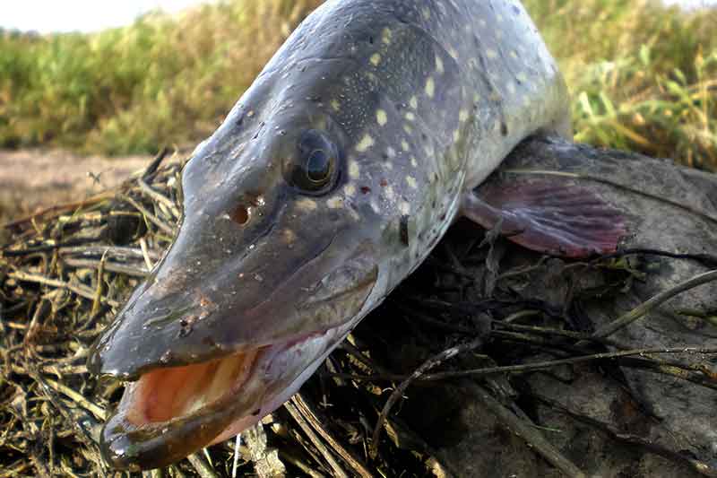 Lydekos gundymas vėlyvą rudenį