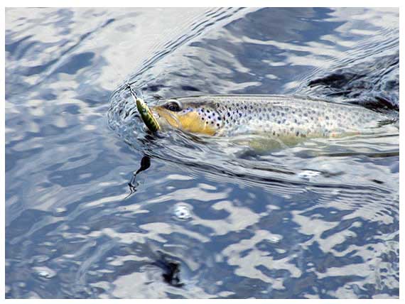 Troutino F – naujokas Team Salmo spiningų šeimoje Troutino F – naujokas Team Salmo spiningų šeimoje