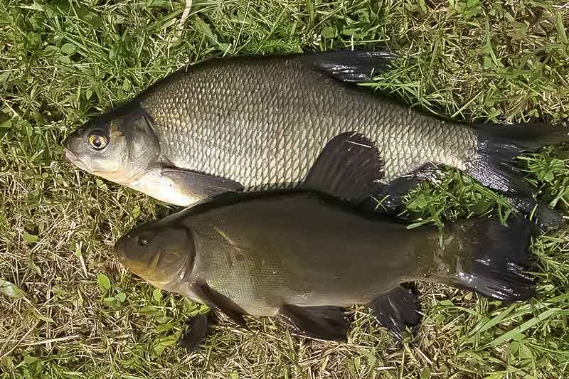 Naktiniai mąstymai apie naktinį karšių gaudymą. Sistemėlės ir žūklavietės