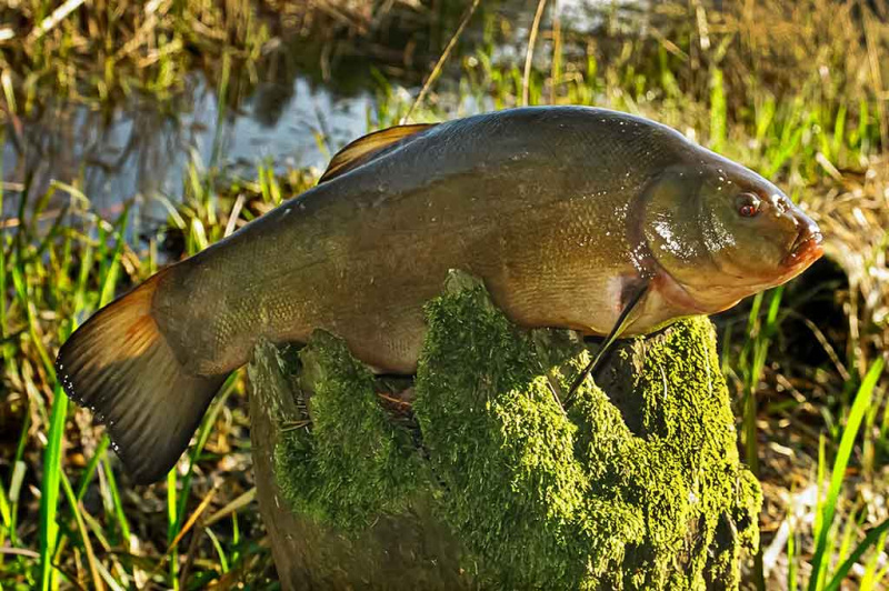 Lynas pavasarį kitoks