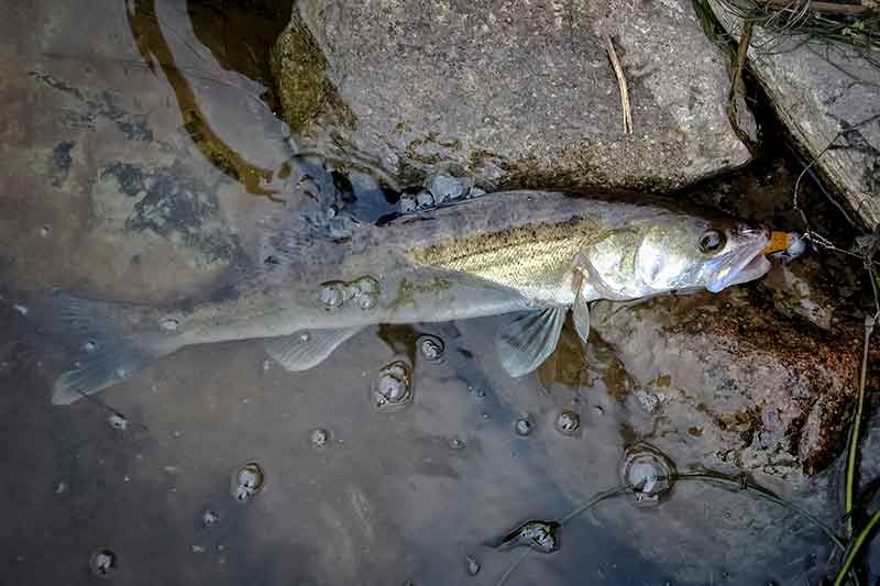 Apie spininginių masalų dažymą Apie spininginių masalų dažymą