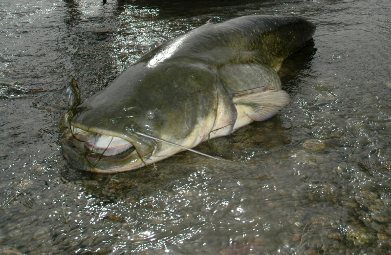 Ta sudėtinga ežerinio šamo paieška... Ta sudėtinga ežerinio šamo paieška...
