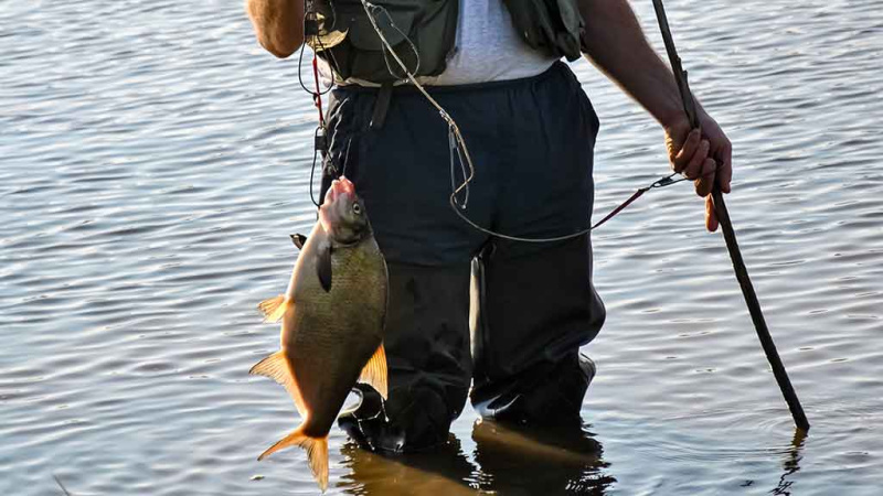 Apie vėją, nuskandintą valą ir karšiams skirtą waggler