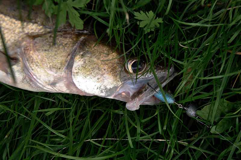 Guminukai naktinei sterkų žūklei