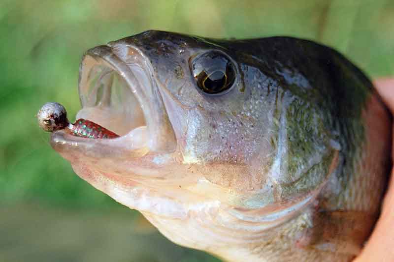 Apie didelius ešerius