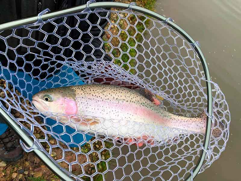 Japonai mums pavydėtų Japonai mums pavydėtų