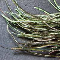 Plunksnos Turrall Peacock Herl